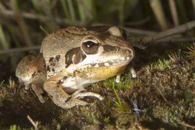 Broad-palmed Frog 