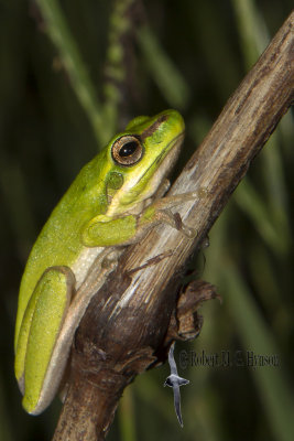 eastern dwarf tree frog