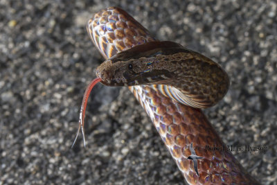 Golden-crowned Snake