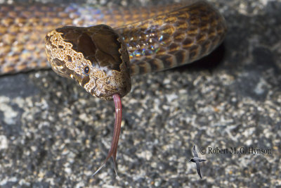 Golden-crowned Snake