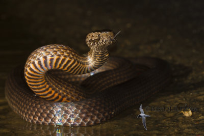 Golden-crowned Snake