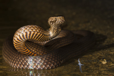 Golden-crowned Snake
