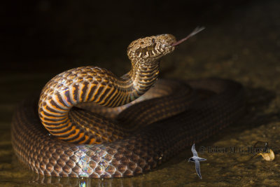 Golden-crowned Snake