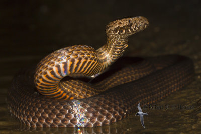 Golden-crowned Snake