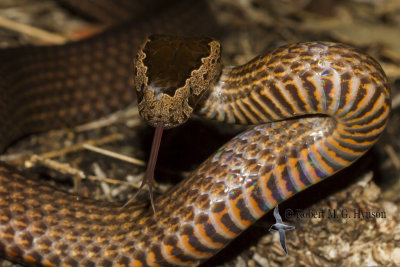 Golden-crowned Snake