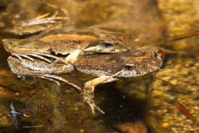 Common Eastern Froglet 