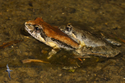 Common Eastern Froglet 