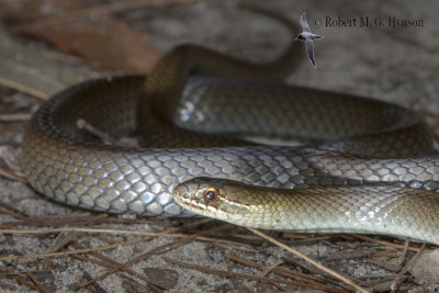 marsh snake