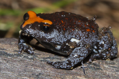 Red-crowned Toadlet 