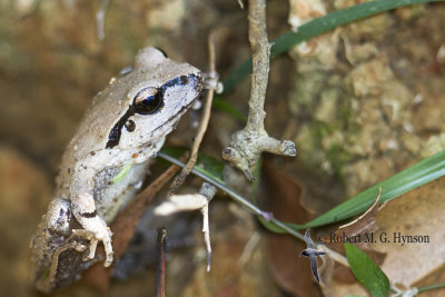Lesueur's Frog 