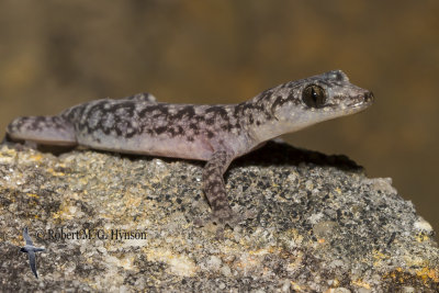 lesueur's velvet gecko