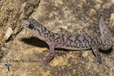 lesueur's velvet gecko