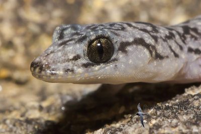 lesueur's velvet gecko