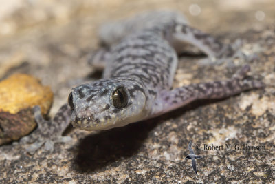 lesueur's velvet gecko