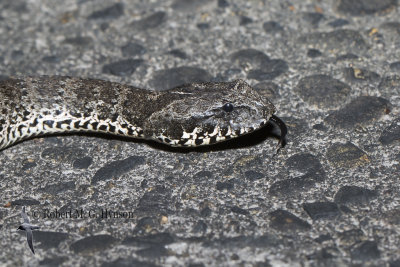 Death Adder 