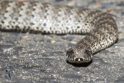 Death Adder 