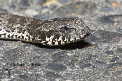 Death Adder 