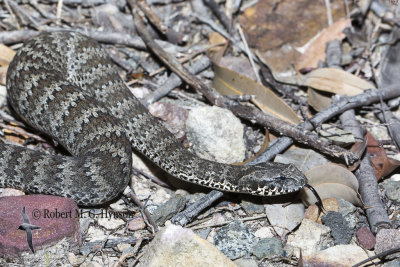 Death Adder 