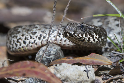 Death Adder 