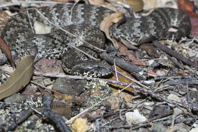 Death Adder 
