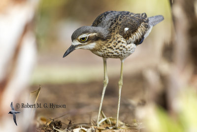 Bush Sone-curlew