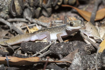 Stone Gecko