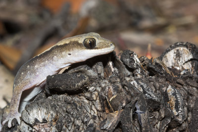 Stone Gecko