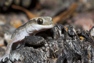 Stone Gecko