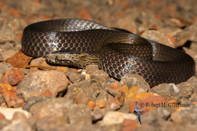 Golden-crowned Snake