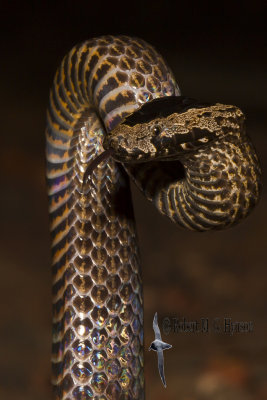 Golden-crowned Snake
