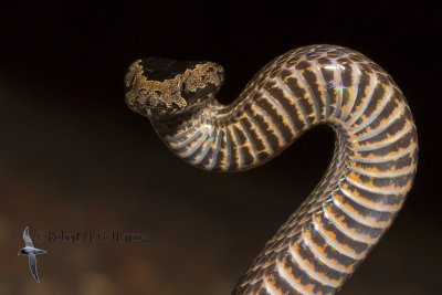 Golden-crowned Snake