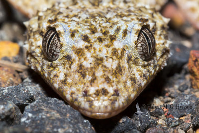 broad-tailed_gecko