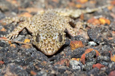 Broad-tailed Gecko