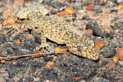 Broad-tailed Gecko