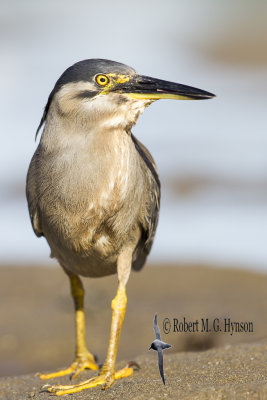 striated_heron