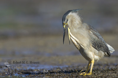 Striated Heron