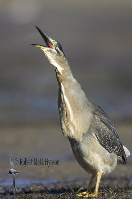 Striated Heron
