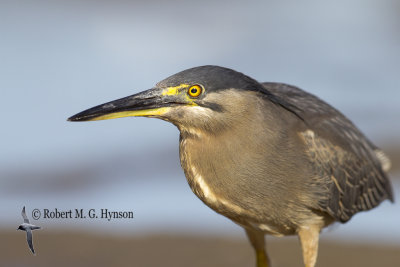 Striated Heron