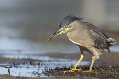 Striated Heron