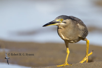 Striated Heron