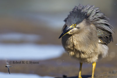Striated Heron