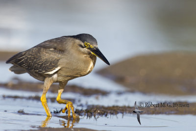 Striated Heron