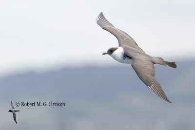 Pomarine Jaeger