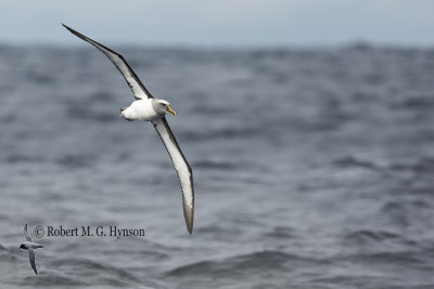 sydney_pelagic_26_june_2016