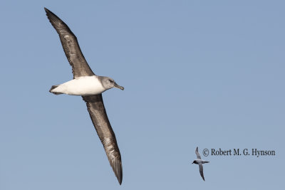 Grey-headed Albatross