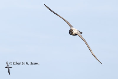 Light-mantled Sooty-Albatross