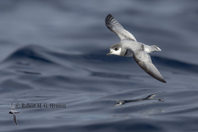 Blue Petrel