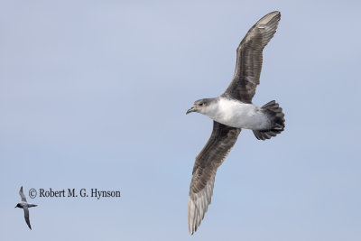 Grey Petrel