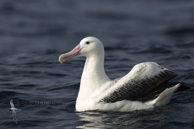 southern_royal_albatross