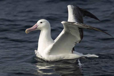 Southern Royal Albatross